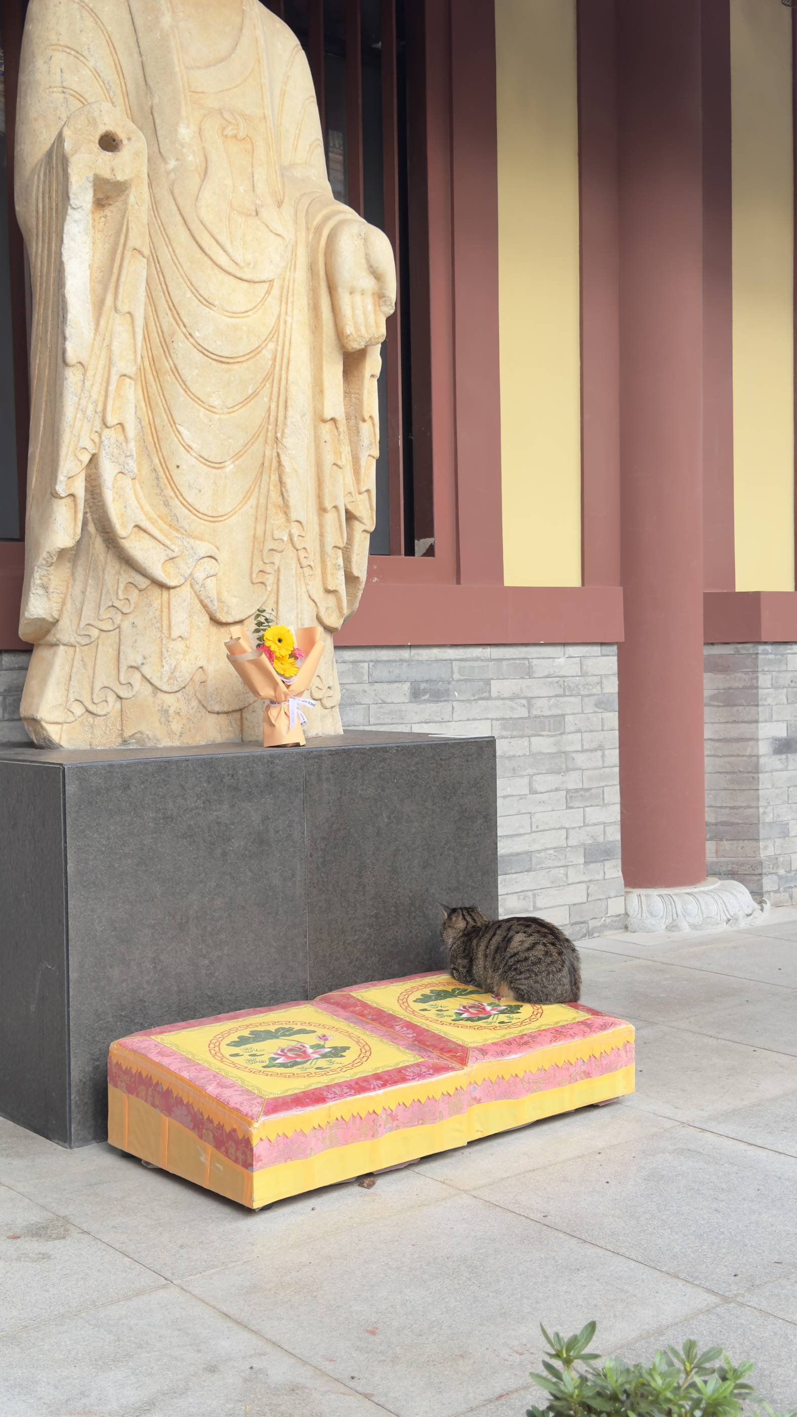 虔诚的猫猫